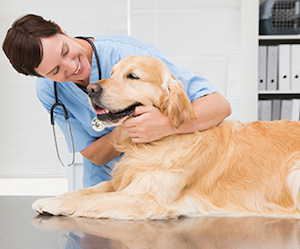 Attivato in Campania il pronto soccorso per gli animali