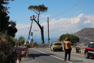 Abbattuto un pino della Statale, denuncia del Wwf