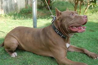 A Massa Lubrense pit bull randagio azzanna un ragazzo