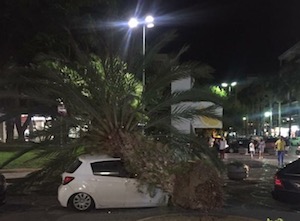 Palma caduta in piazza Lauro, Wwf contro Comune