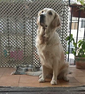 Cane smarrito a Massa Lubrense, appello dei proprietari