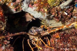 Aumenta la biodiversità, il mare di Punta Campanella è ok