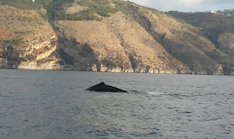 Capodoglio avvistato a Marina del Cantone – foto e video –