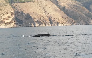 Un capodoglio avvistato tra Punta Campanella e Capri – video –