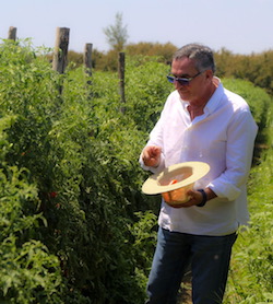 maurizio-mastellone-basilico-italia