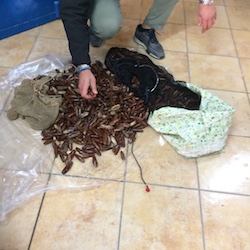 Sequestro di 100 chili di datteri pescati nell’Area di Punta Campanella