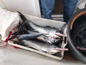 Pesce spada sottomisura, sequestri e multe a Piano di Sorrento