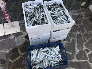 Pesca in zona protetta, sanzioni da 4mila euro e sequestri