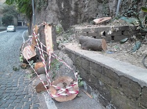 tronchi-lecci-abbattuti-sorrento