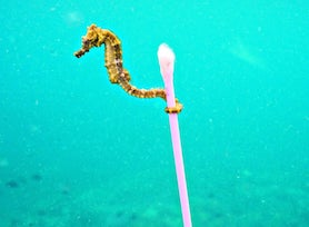 Al bando microplastiche e cotton fioc, vittoria per l’ambiente marino