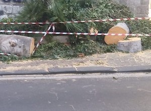 Alberi tagliati sul corso Italia di Sorrento, acquisiti gli atti