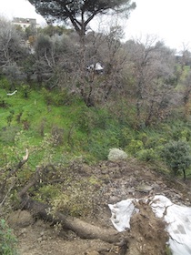 crollo-quercia-meta