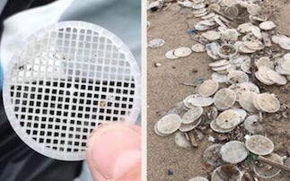 Dischetti di plastica sulle spiagge, dopo un anno mistero risolto