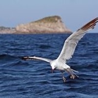 Gabbiano ruba panino sulla spiaggia di Capri: ucciso a sassate mentre scoppia il putiferio