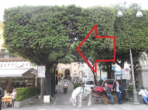 alberi-da-tagliare-sorrento