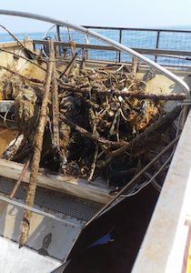 Quintali di rifiuti rimossi dal mare e dalla costa di Sorrento – foto e video –