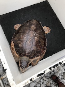 tartaruga-liberata-7-maggio-2018-3