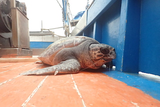 Lunedì il Parco di Punta Campanella rimette in mare 4 tartarughe