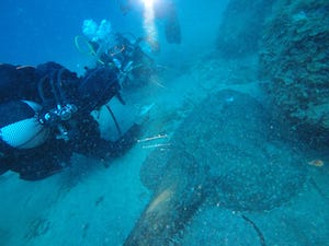 Rana pescatrice gigante avvistata nel Parco di Punta Campanella – video –