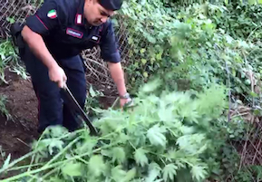 Blitz dei carabinieri, scoperte e distrutte 400 piante di cannabis – video –