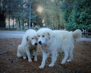 Nuova aggressione a turisti da parte di cani sul Faito