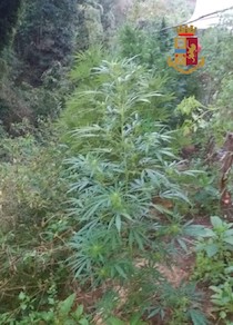 Piante di marijuana nell’orto, arrestato 47enne di Massa Lubrense – foto –