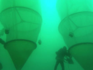 Come le microplastiche finiscono nei nostri piatti. Studio nel golfo di Napoli