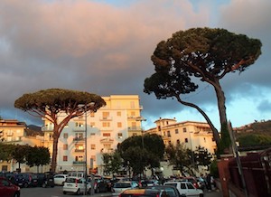 Messo in sicurezza il pino di piazza Mercato, riapre la strada