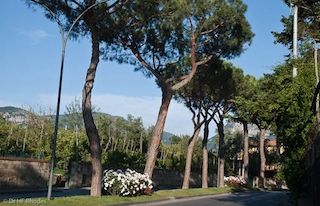 viale-dei-pini-santagnello