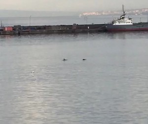 Famiglia di delfini nel porto di Castellammare di Stabia – foto –