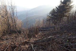 Nuovo taglio non autorizzato di alberi sul Faito