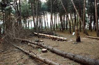 Appello Wwf: Non lasciamo morire la pineta Le Tore di Sorrento