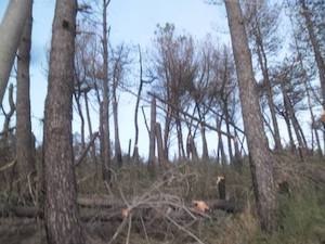 Piantati 700 alberi alla pineta Le Tore di Sorrento