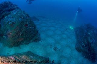 Spettacolare avvistamento nel mare di Punta Campanella – foto –