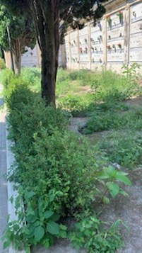 Cimitero di Sorrento nel degrado, la rabbia dei cittadini – foto –