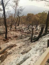 Un milione e mezzo per la forestazione del Faito