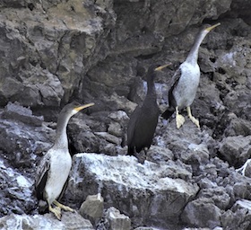 Uccelli rari nidificano nel Parco di Punta Campanella
