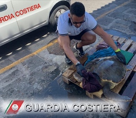 Tartaruga uccisa da una barca tra Capri e Punta Campanella – foto –