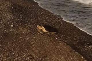 Tartaruga sulla spiaggia di Meta, sopralluogo per nidificare?