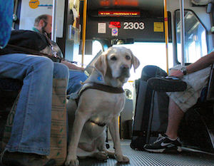 Nuovo regolamento per il trasporto degli animali su treni, bus e funivia Eav