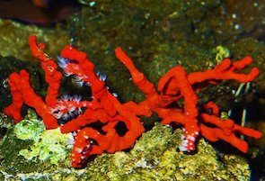 corallo-rosso