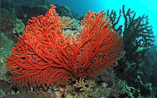Raid nel mare di Punta Campanella per il corallo, 10 misure cautelari