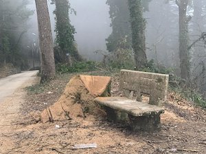 Il sindaco di Vico Equense ordina il taglio di piante sporgenti sulle strade, insorge il Wwf