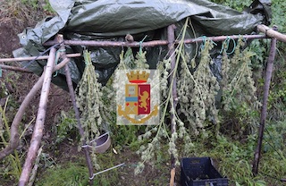 Coltivava cannabis accanto alla “Sorrentina”, arrestato – foto –