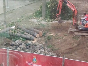 Alberi abbattuti nel centro di Vico Equense, denuncia Vas e Wwf