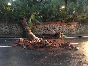 Cade una palma sulla strada, rischiata la tragedia nel centro di Sorrento – foto –