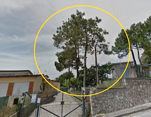 Alberi tagliati nella scuola di Piano di Sorrento. Protesta delle mamme e del Wwf