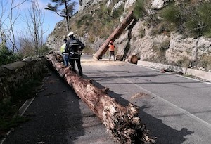 Alberi abbattuti dal Comune di Vico Equense sul Faito. Il Wwf: Consegneremo dossier al ministro