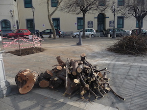 Questione alberi, confronto Wwf-Comune di Meta. Il piano per la costiera sorrentina