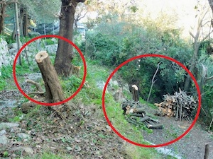 Taglio di alberi in una zona a rischio frana tra Sant’Agnello e Sorrento, denuncia Wwf